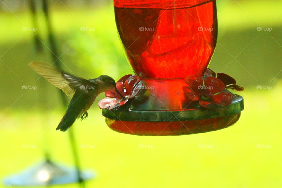 Hummingbirds feeder