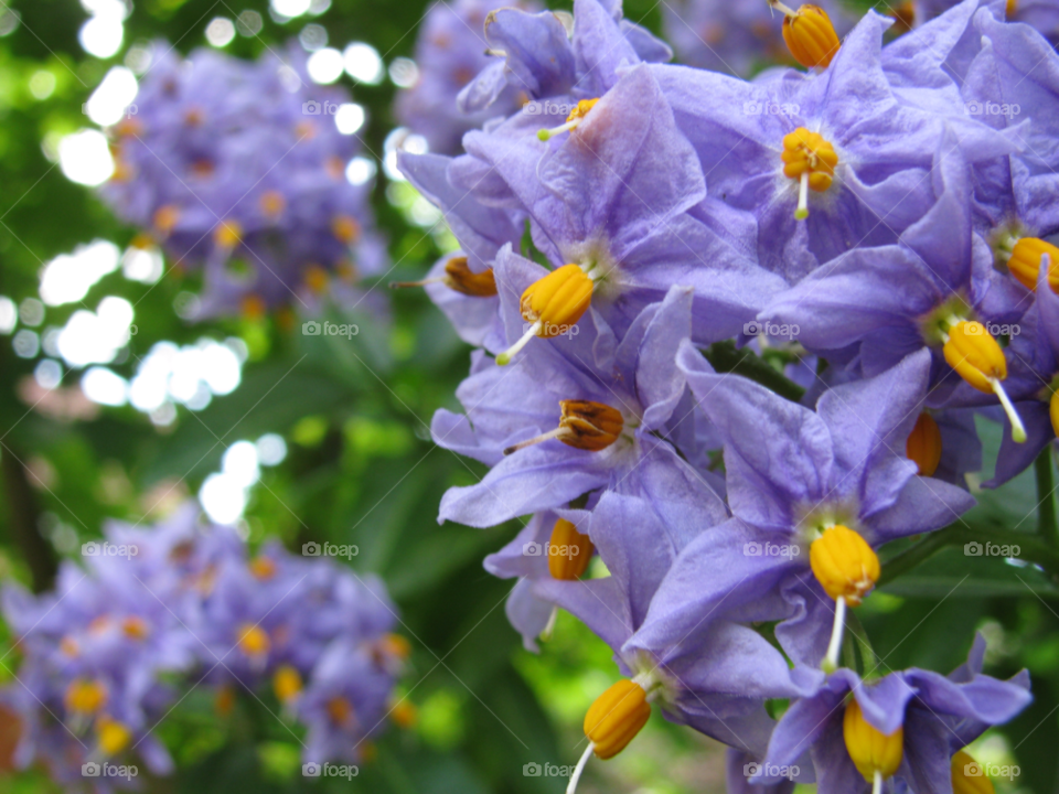 pretty flower macro purple by Danni