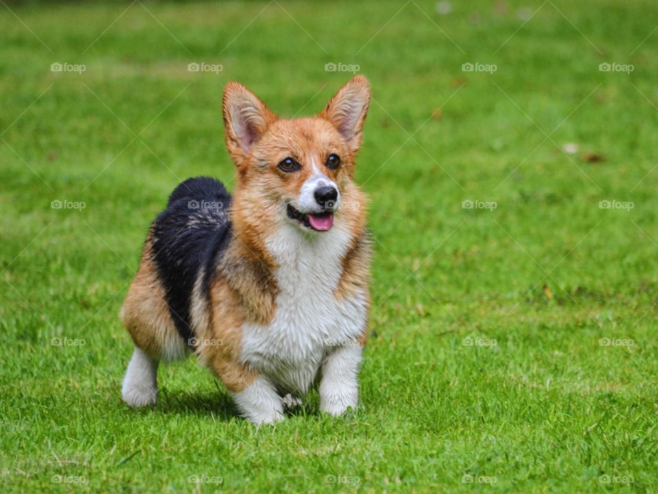 Beautiful dog playing in the backyard