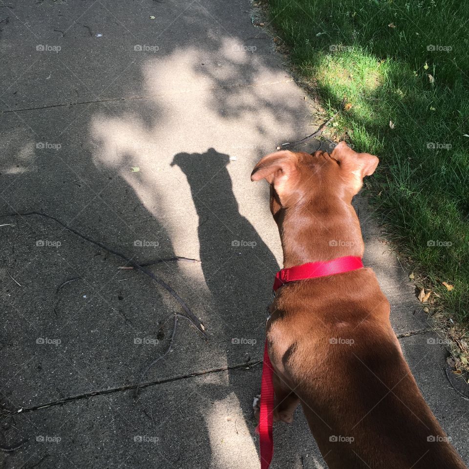 Walking with my shadow 