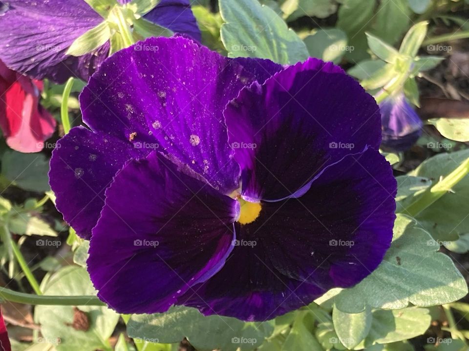 Flor de amor perfeito roxa com miolo amarelo rodeada por folhas verdes.