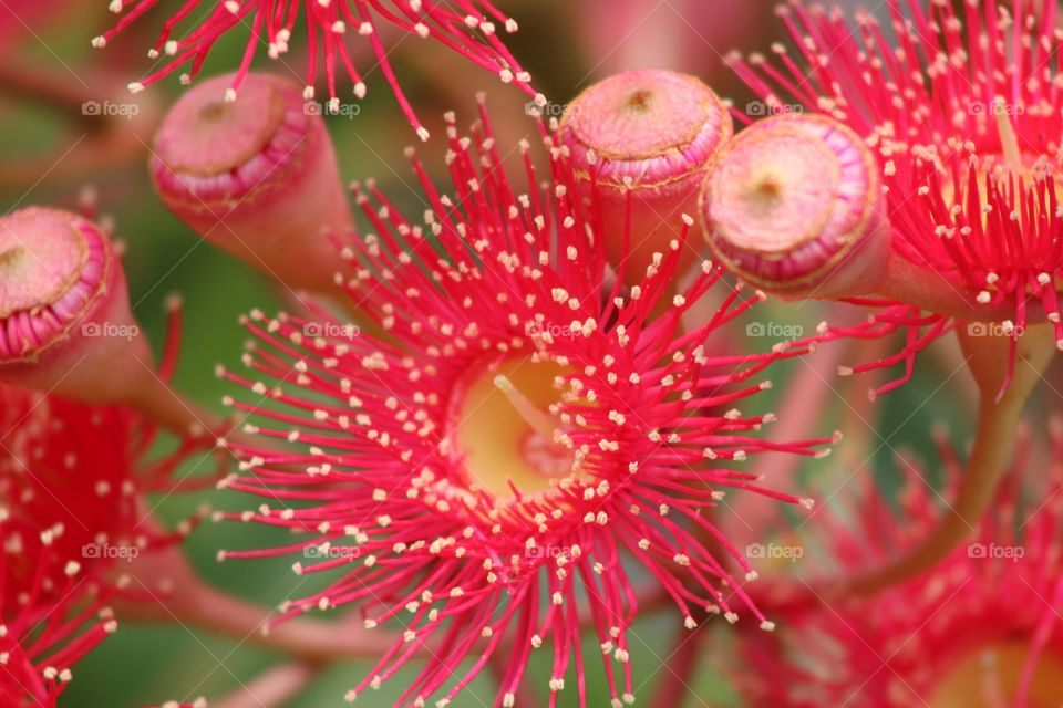 Macro flower