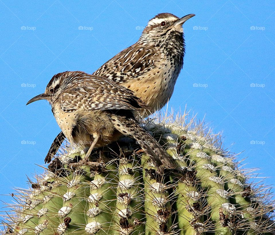 Two Cactus Wrens on Cactus