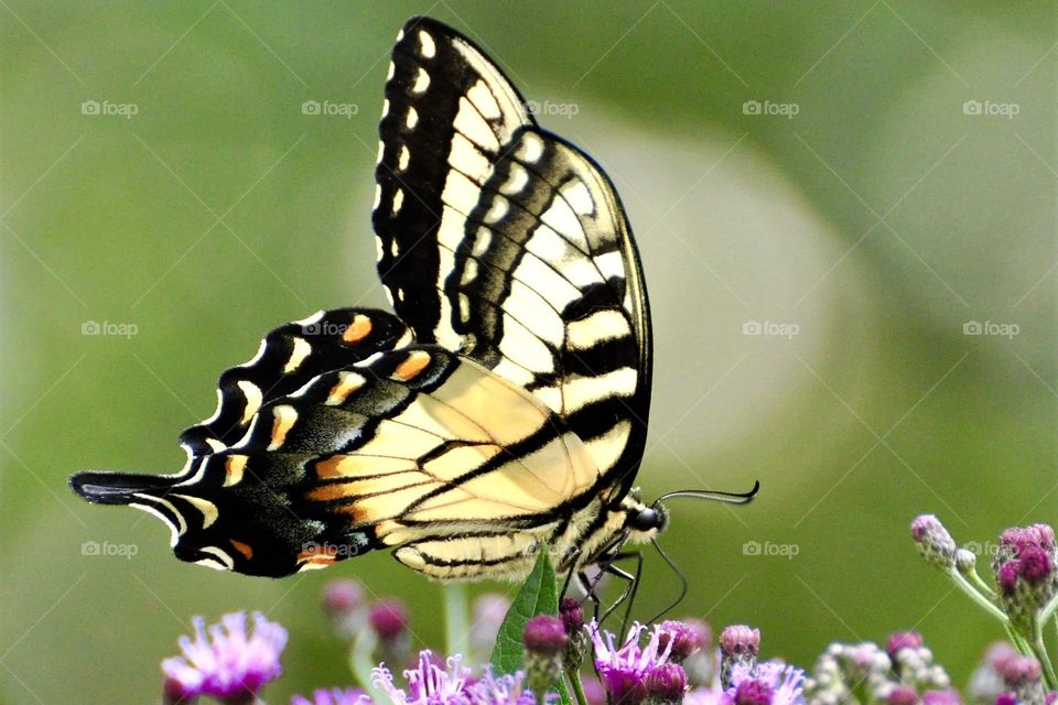 Tiger Swallowtail on purple flowers