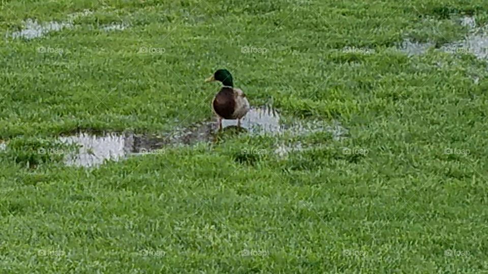 Duck in a puddle
