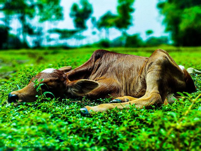 This calf is ours.  I took photos of this calf.  Calf survival is very beautiful.  There is a white spot on the forehead.  So the animal looks very beautiful.