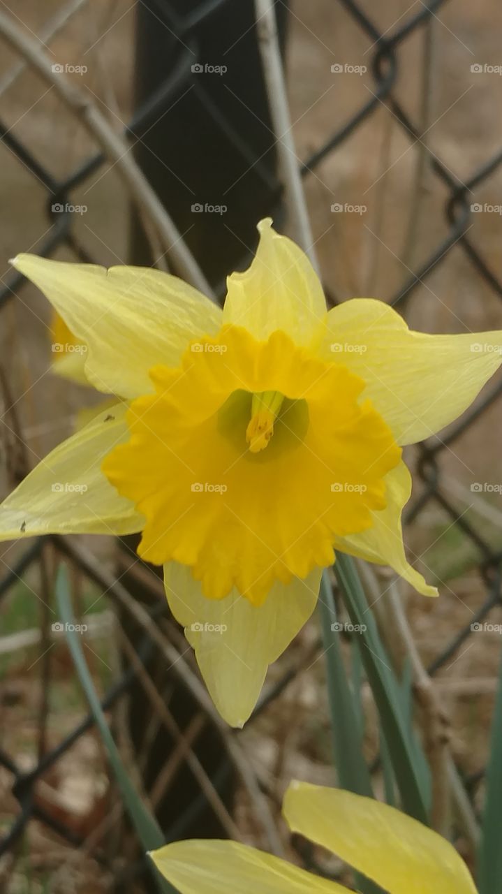 No Person, Nature, Leaf, Daffodil, Season