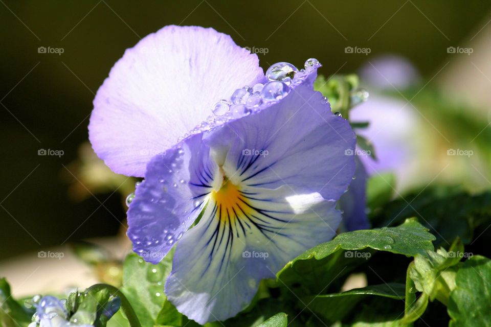 Raindrop Petals. Raindrops on the petals of a lavender and white pansy.