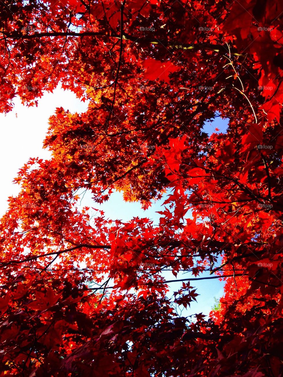 Red Japanese Maple Branches