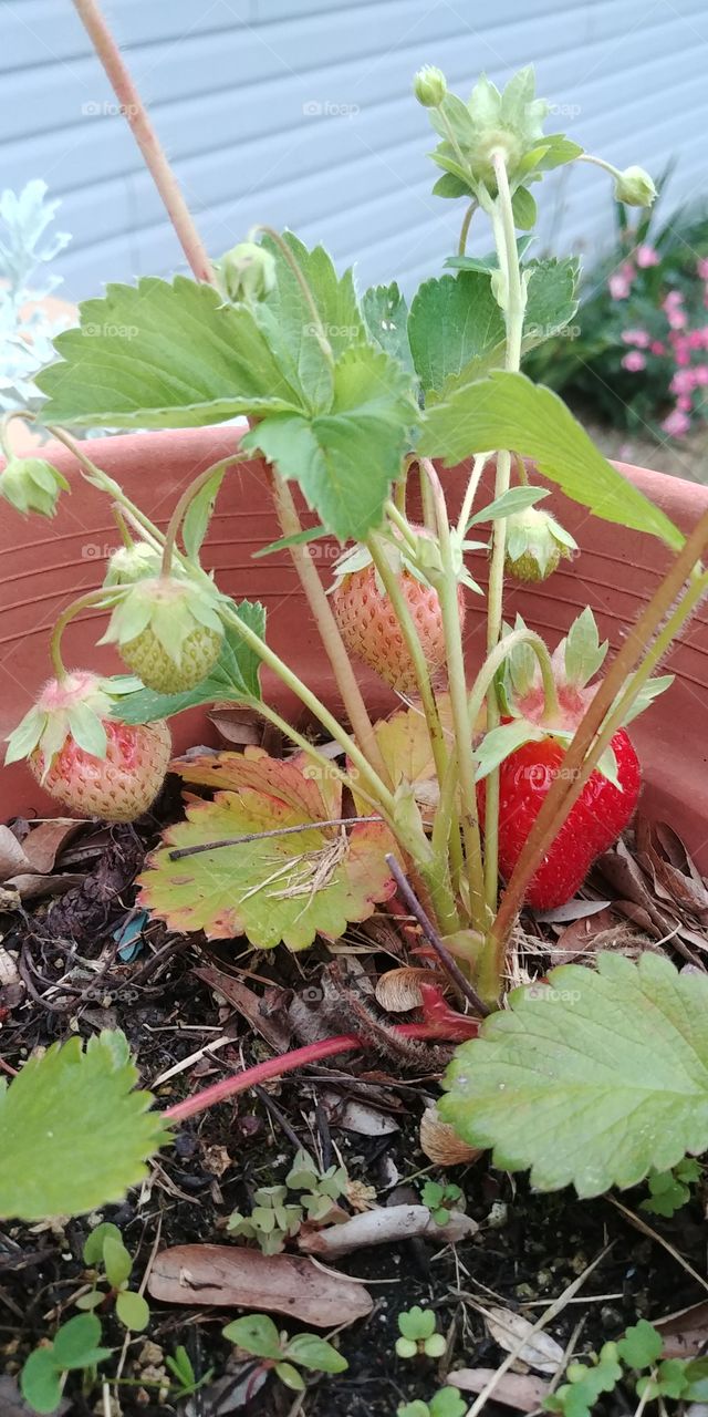 Strawberries