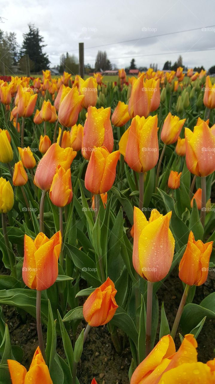 Tulip Time