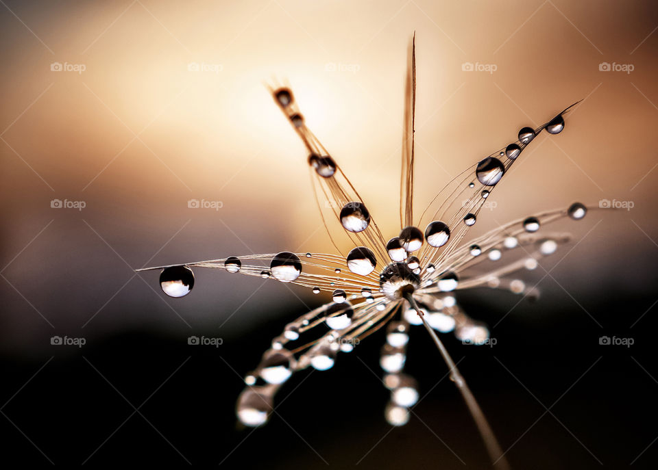 Drops