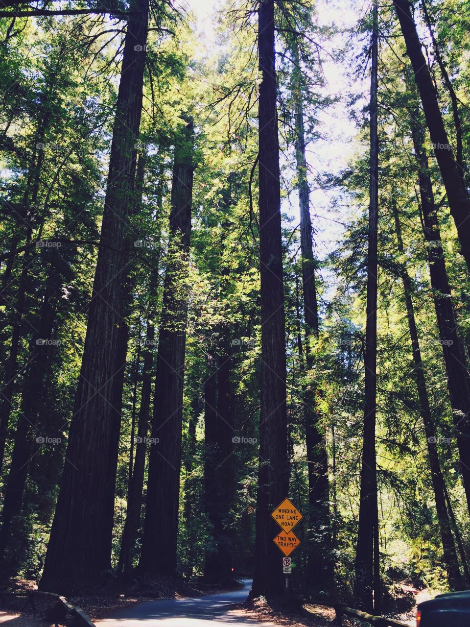 Redwood forest trail, Armstrong redwoods California 