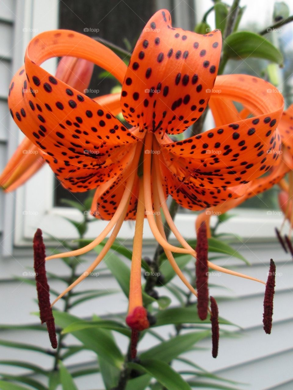 Such a unique flower