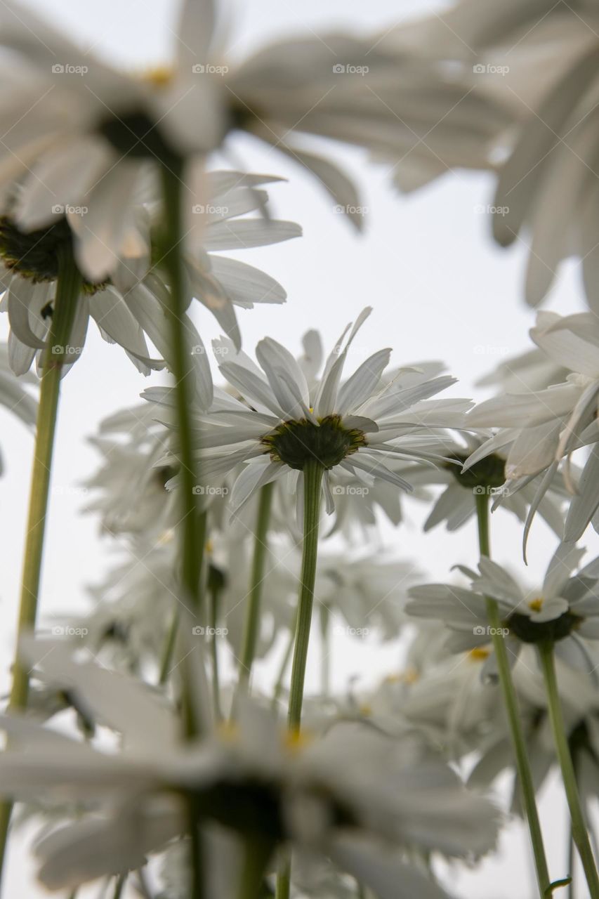 Looking up at the flowers