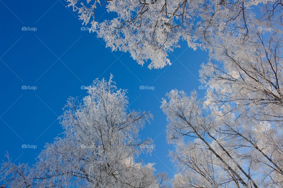 Winter magical forest