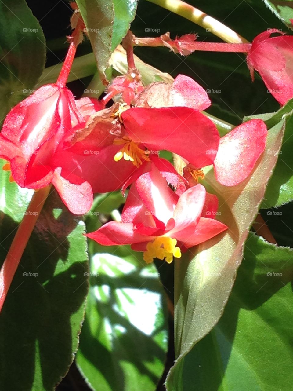 Red flowers at Marriott
