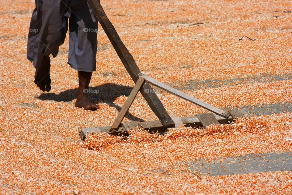 corn yellow drying. corn yellow drying by man 