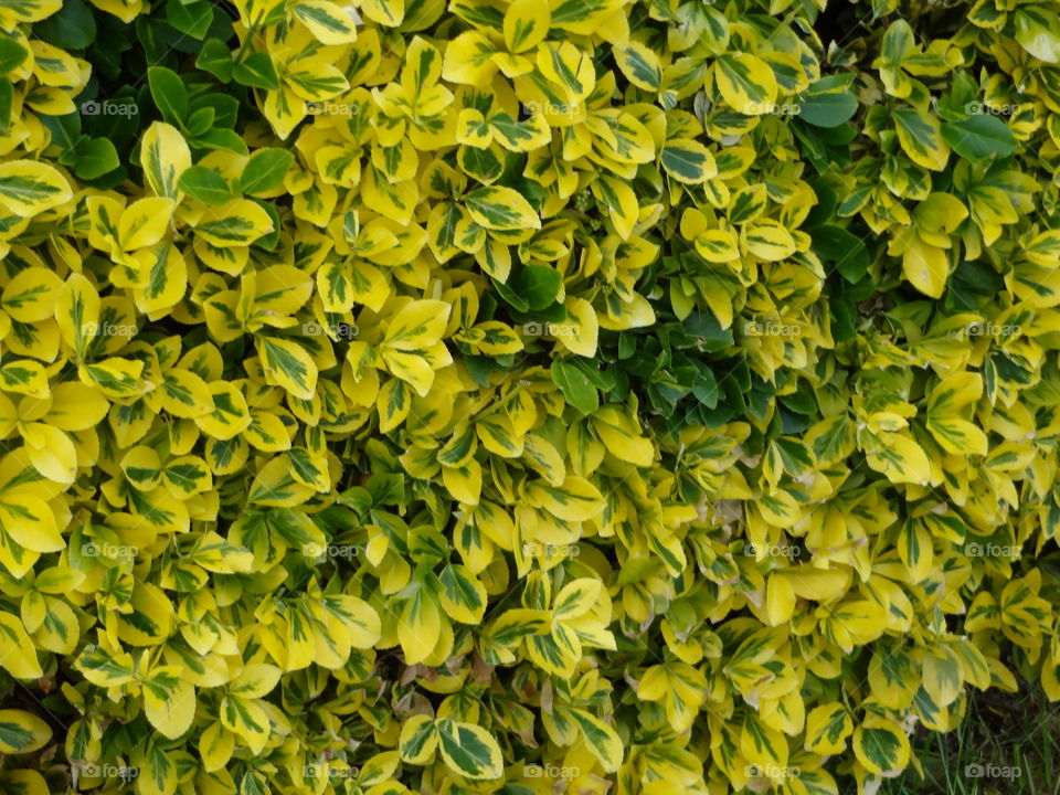 leaves. yellow leaves of a bush