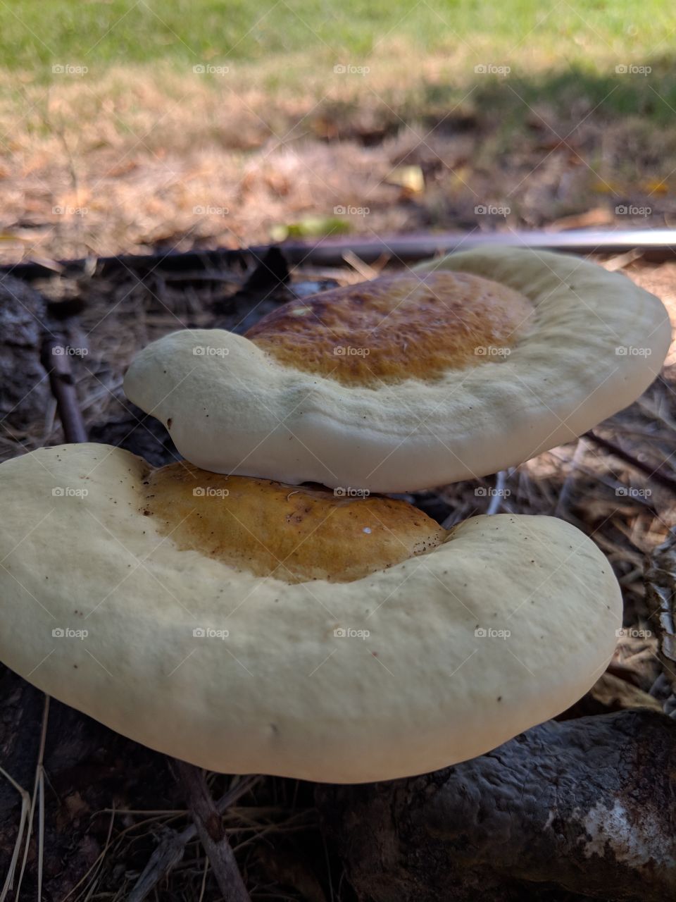 unusual mushrooms