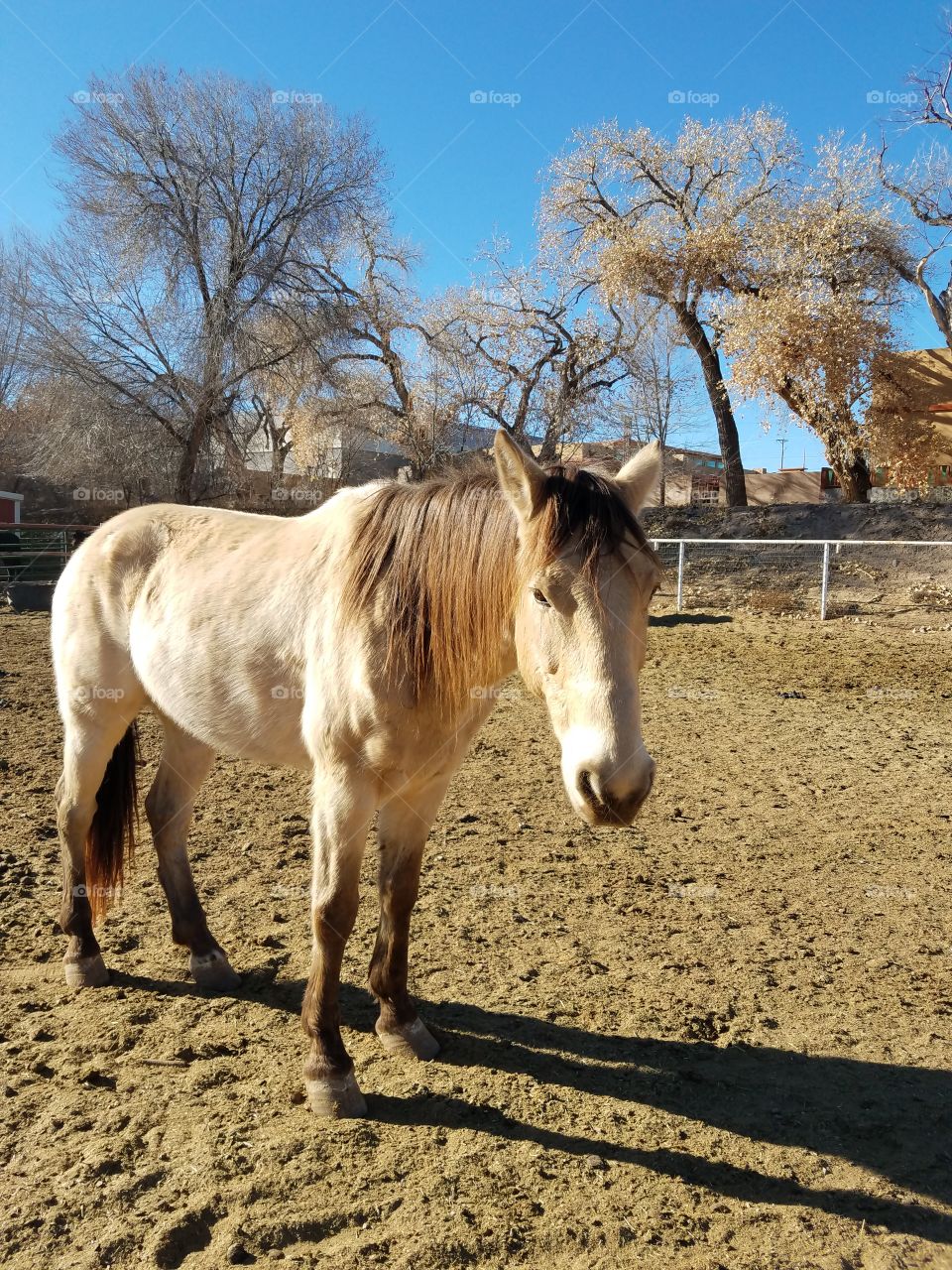 An Interested Buckskin