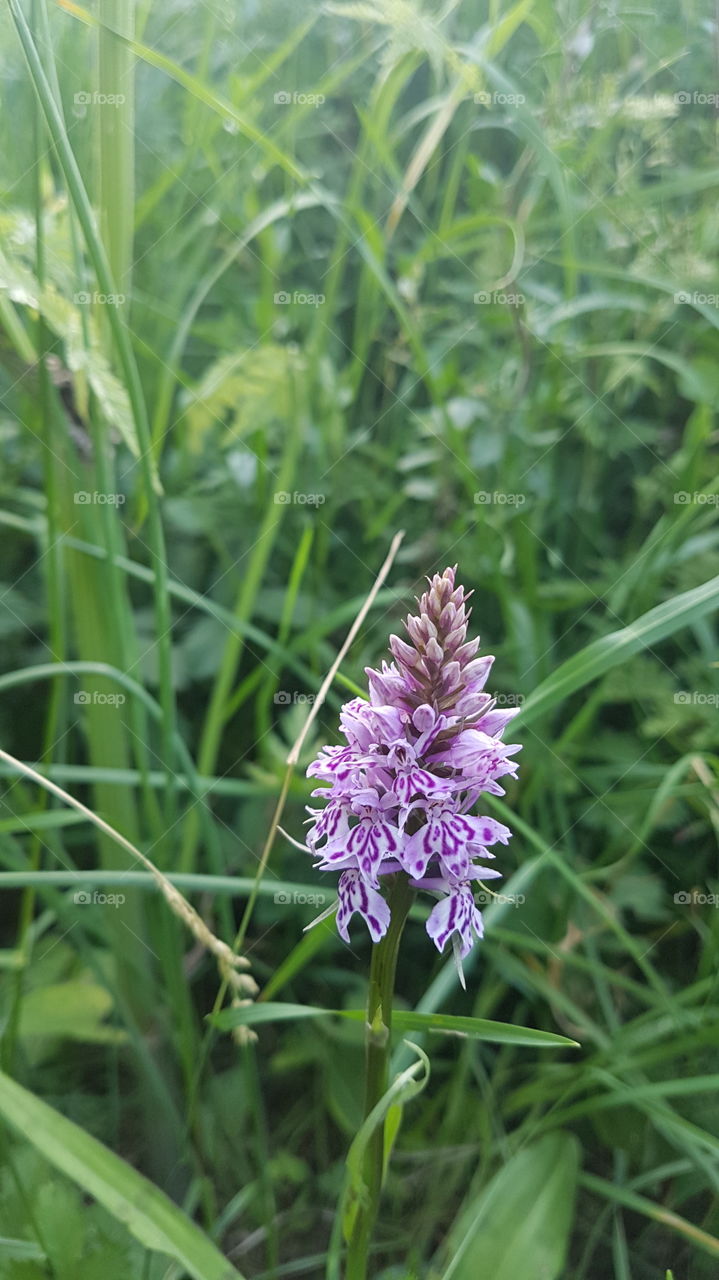 Closeup of a purple wild orchid in the danish countryside, near the Møns cliffs. Denmark.