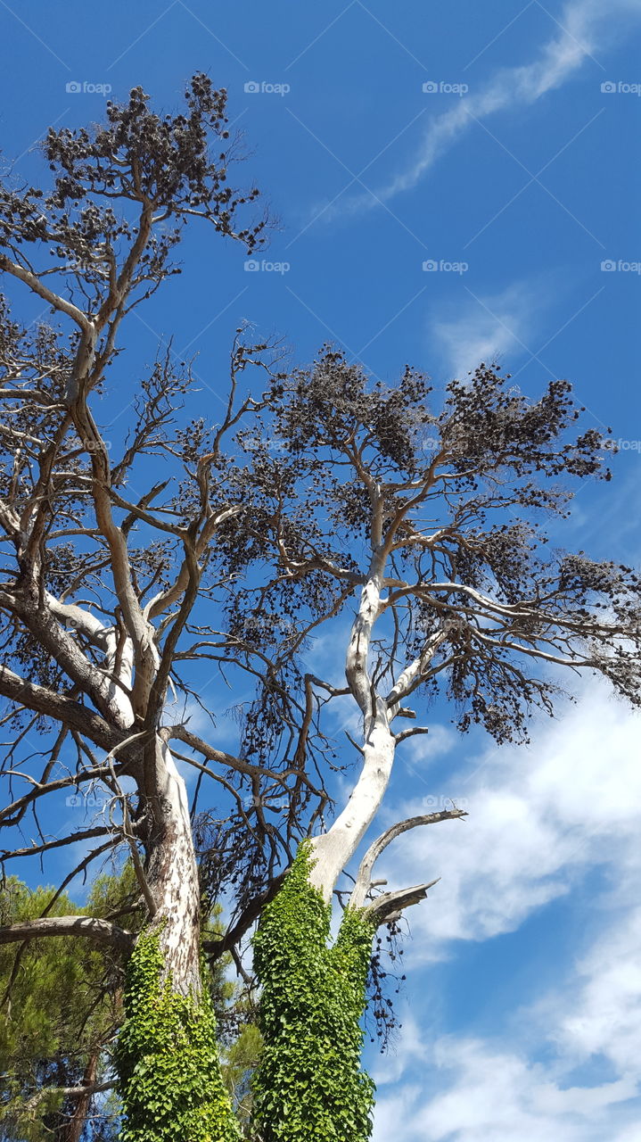 Dried old pine tree with a blue sky