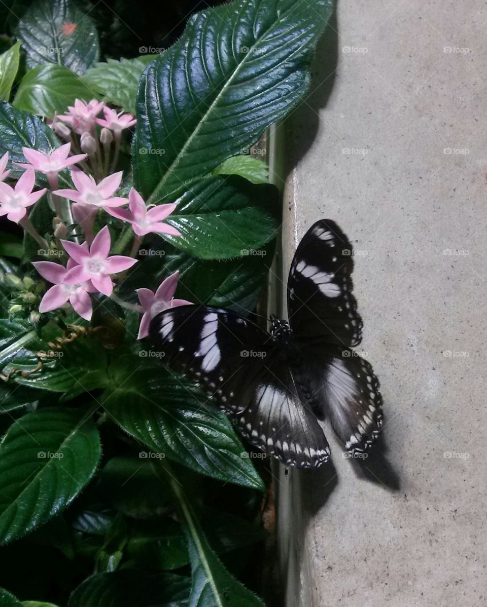Budding Butterflies