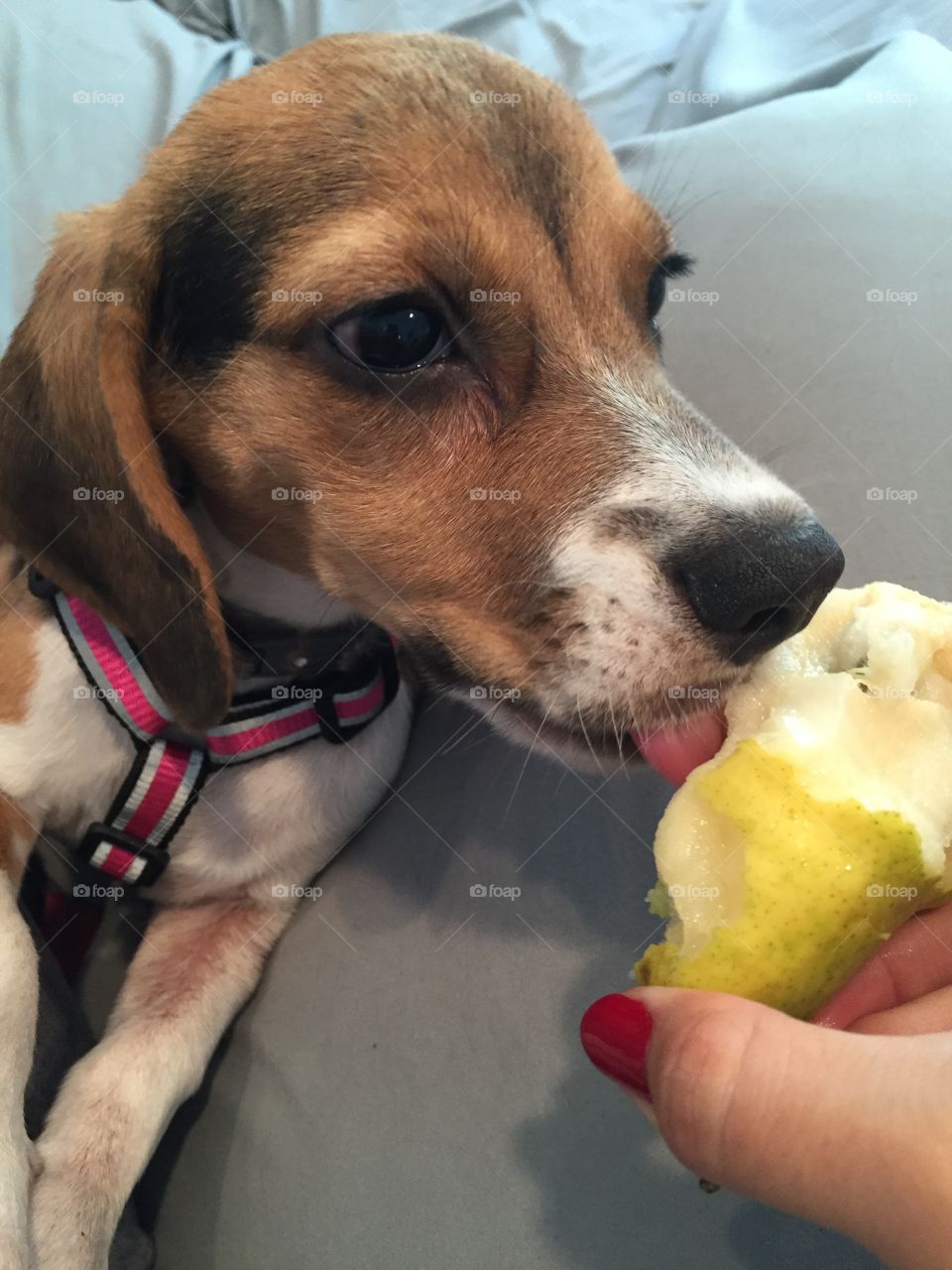 Puppy Pear. Puppy at sisters. Sister gives her fruit to try. She loves pears!