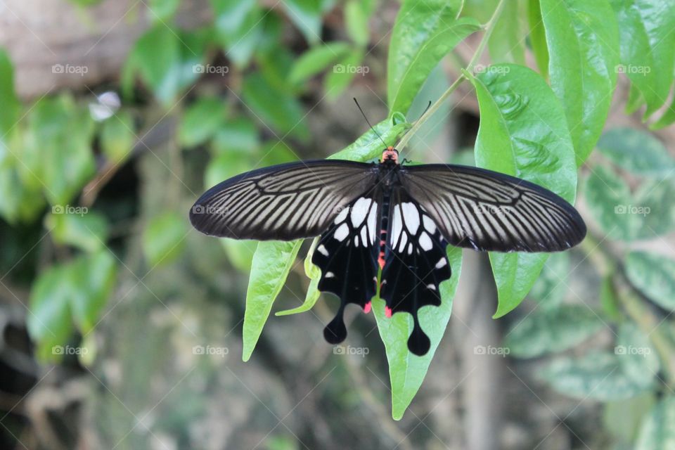 Thai Butterfly