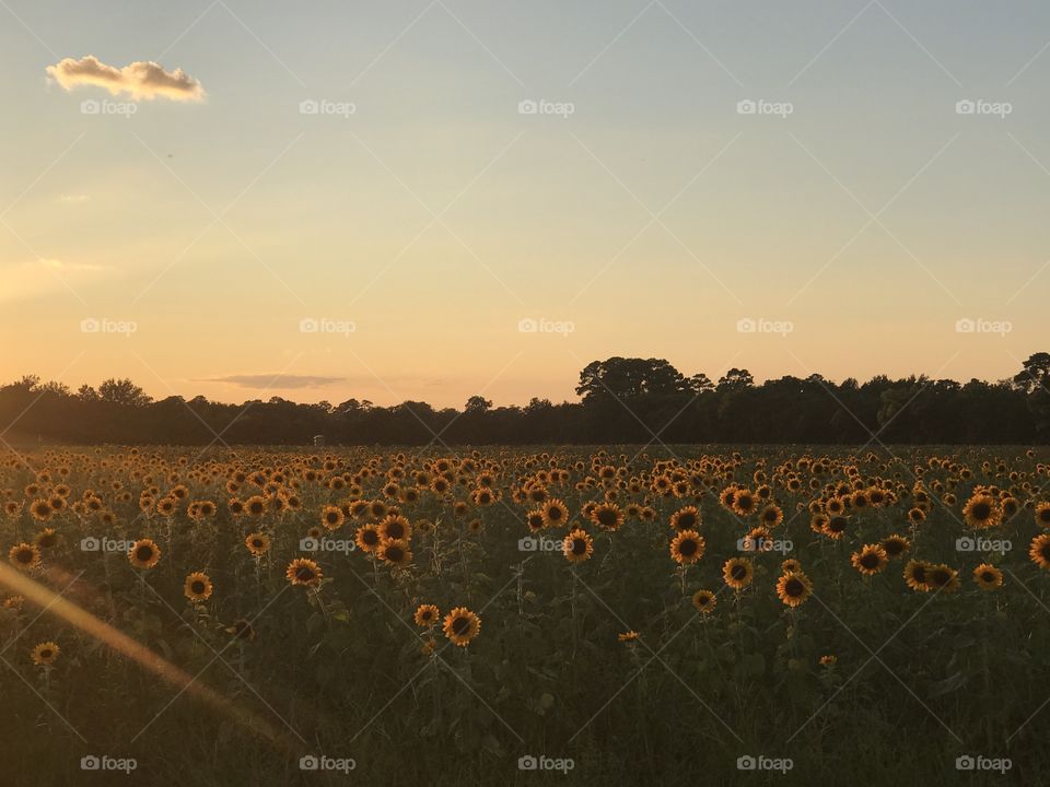 Sunset over field of sunflowers.