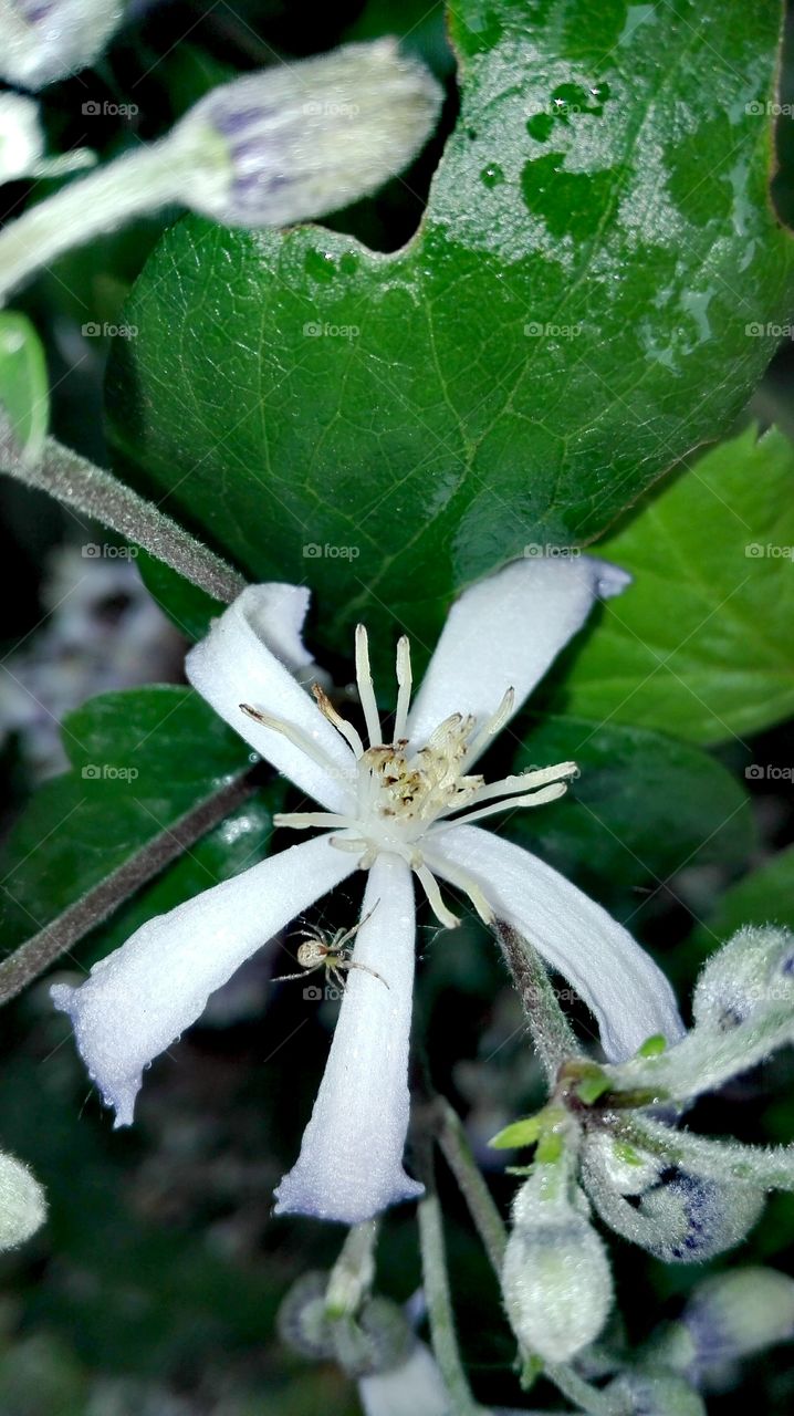 In the garden, after rain..