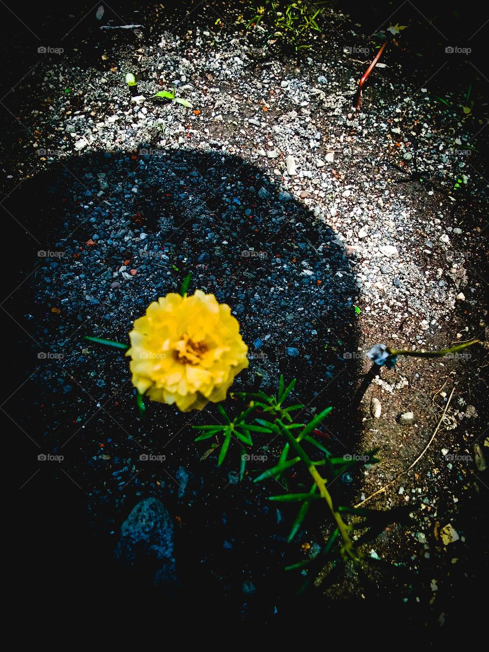 freshly bloomed yellow flowers in the garden