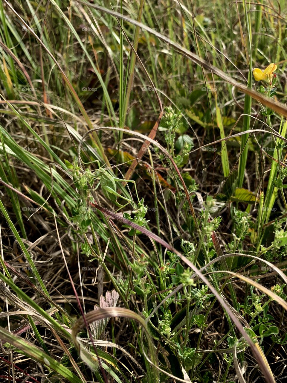 grasshopper hiding in the grass