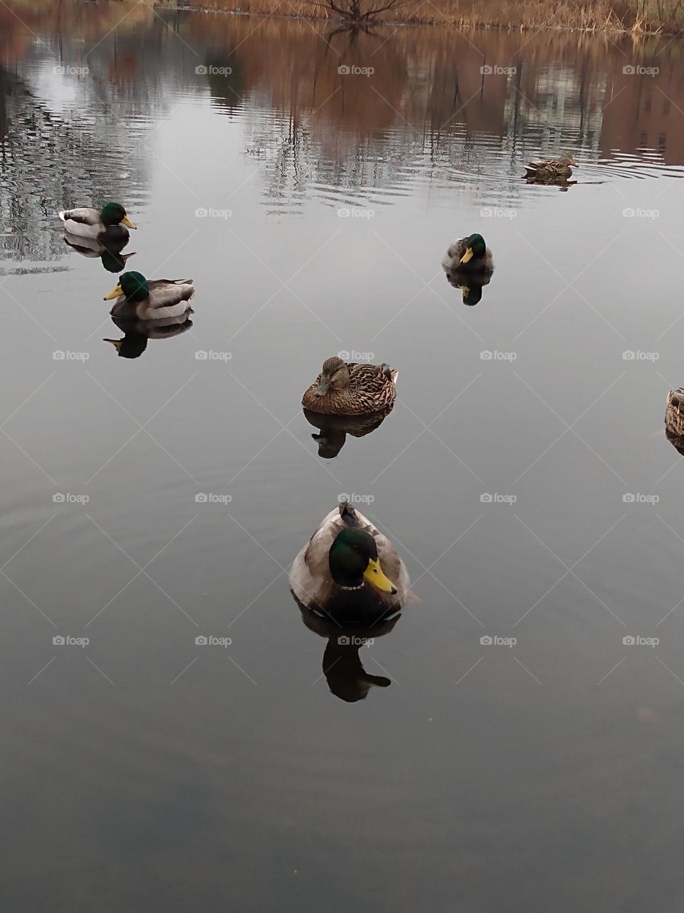 ducks swimming in winter