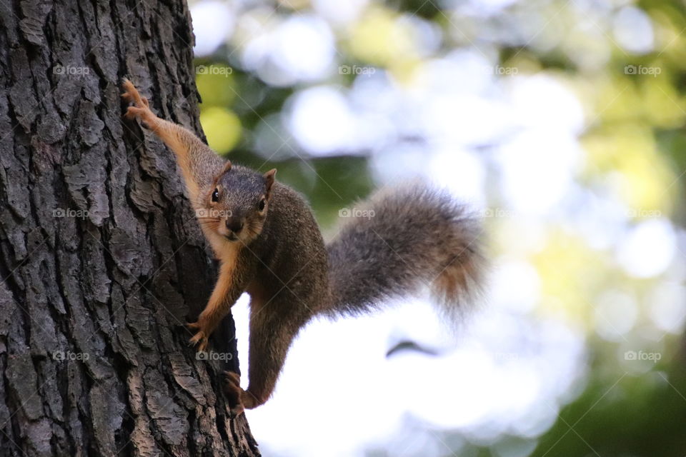 Squirrel in northern Ohio, USA