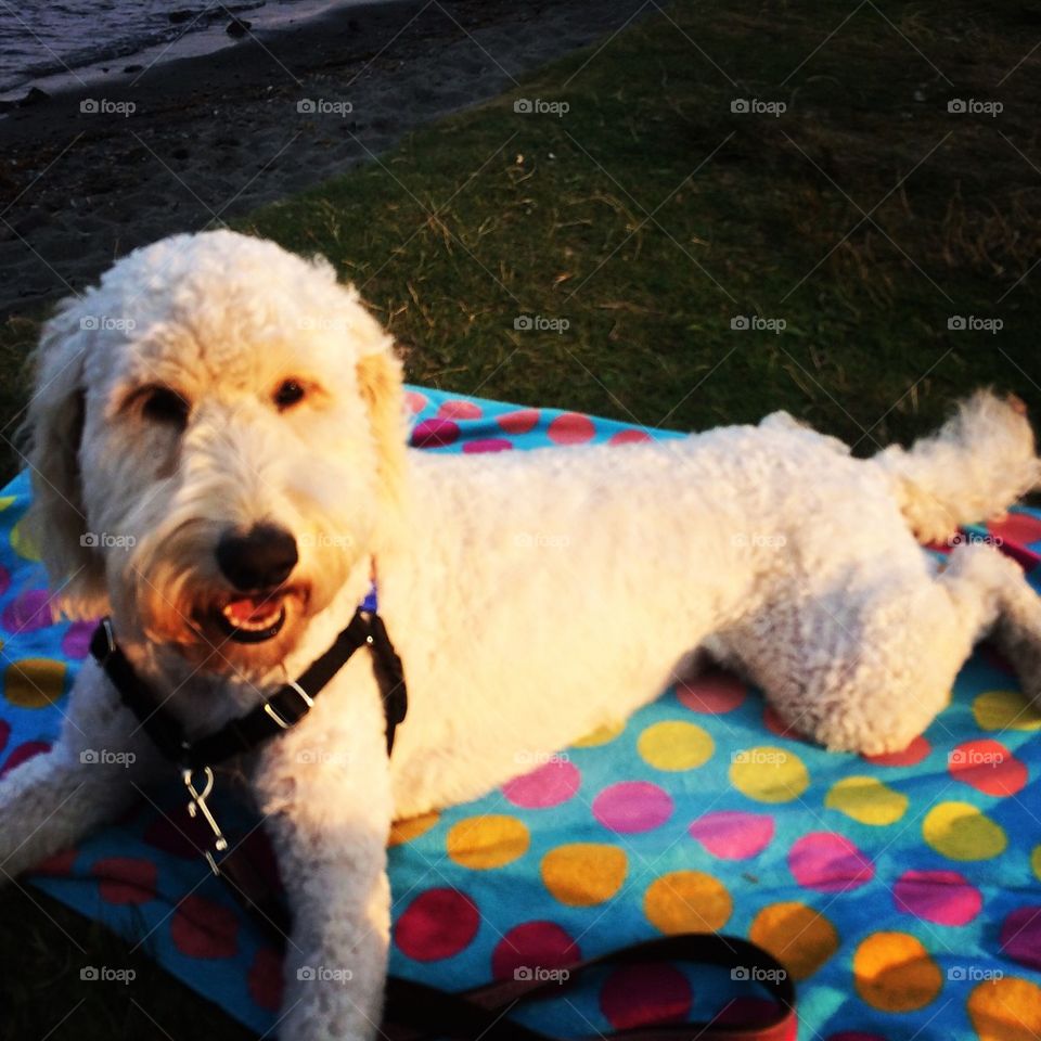 Lucy catching some rays. 