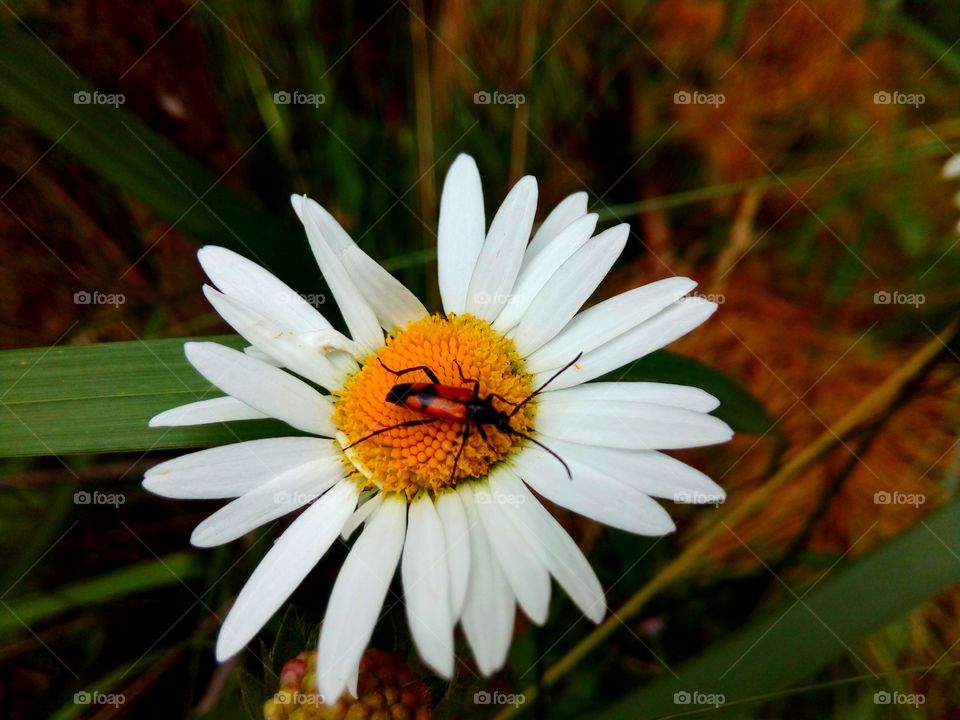 beetle on chamomile