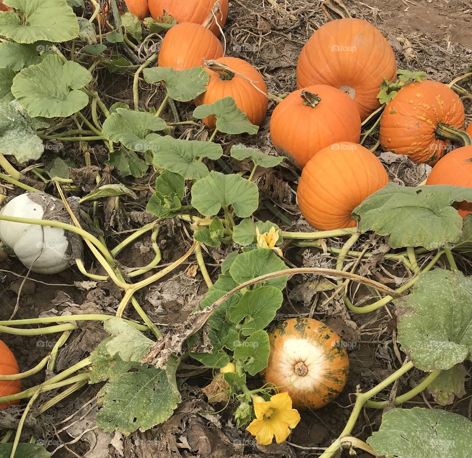 Squash flower and pumpkins 