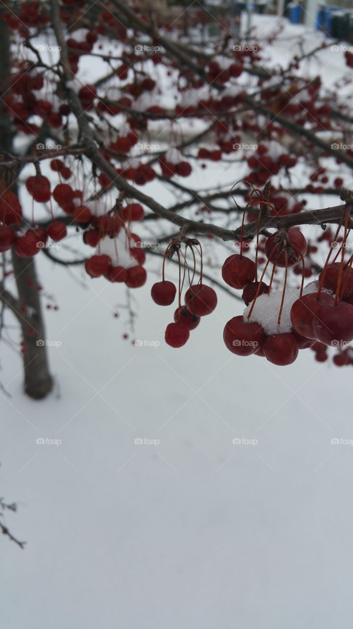 winter berries on tree