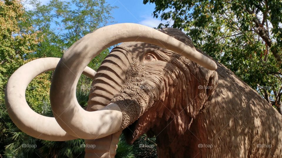 mamut