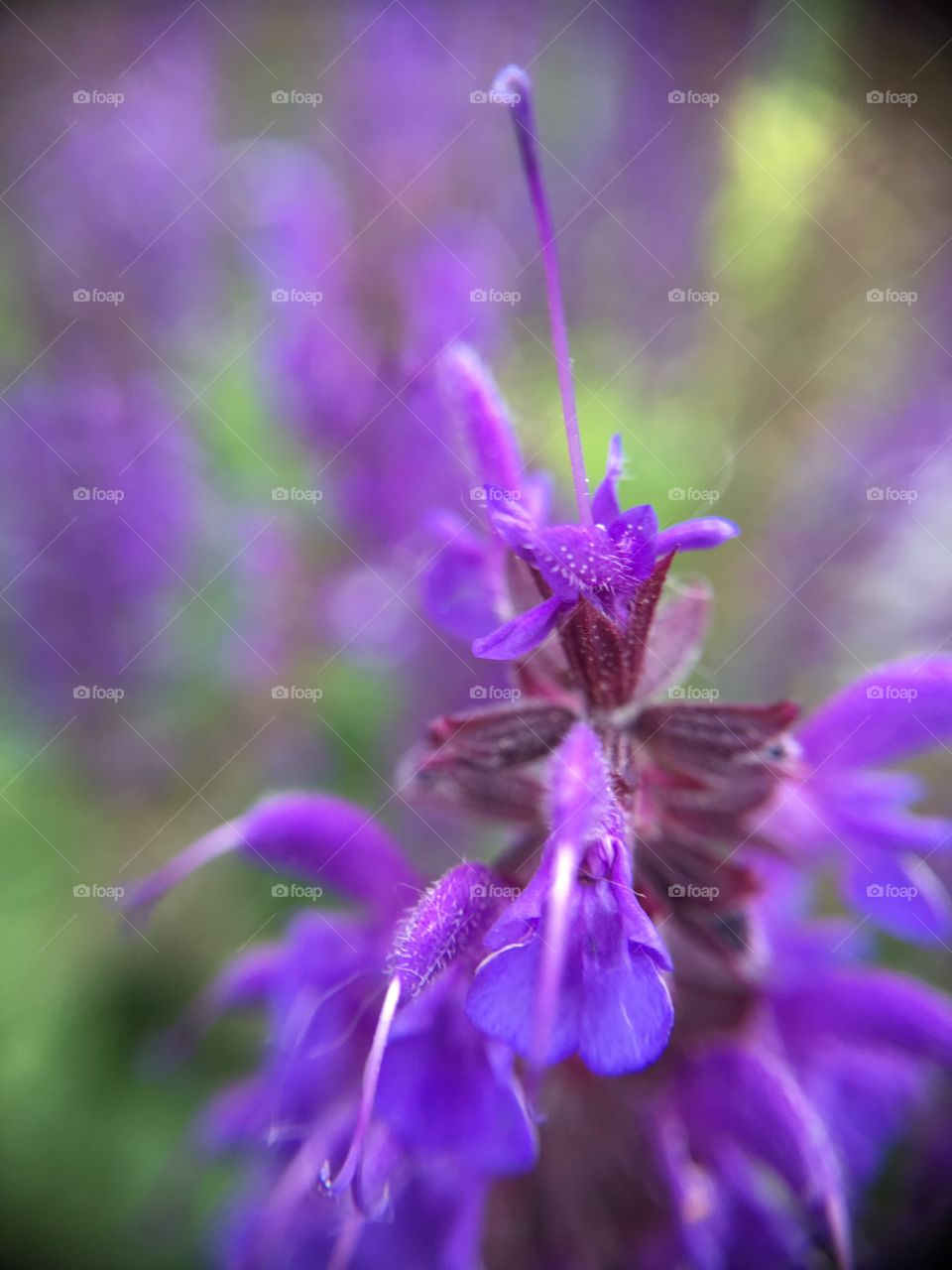 Purple flower