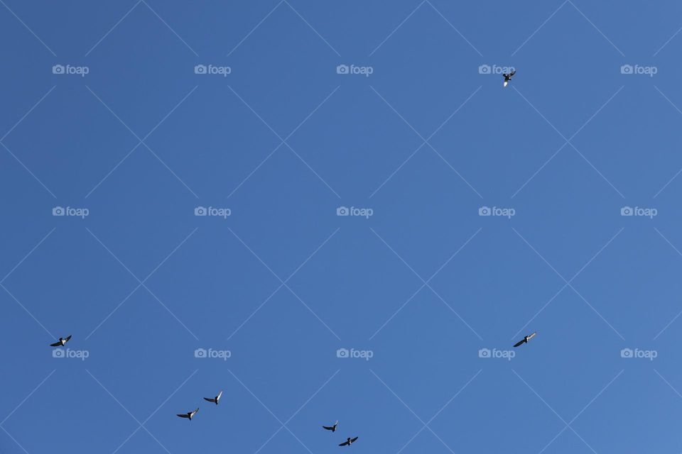 Beautiful blue sky with flying birds