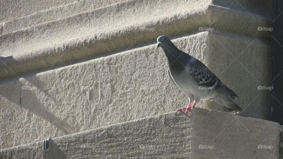 Silver/Gray Pigeon Perched on a City Building Ledge