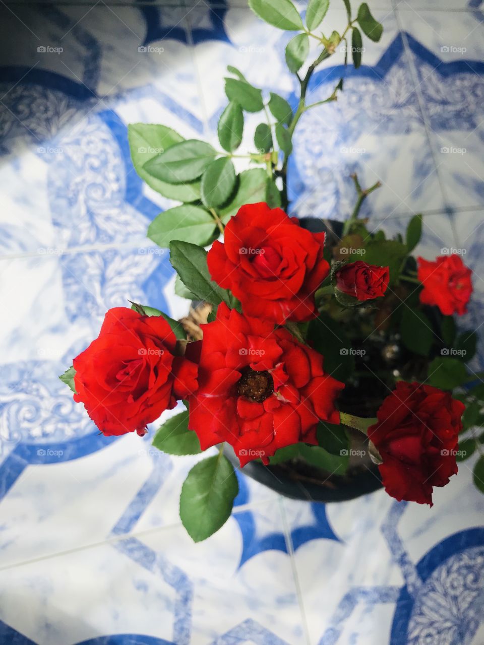 Roses with full of Honey 