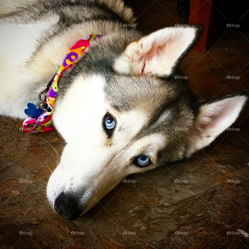 My dog Mila and her beautiful blue eyes. 