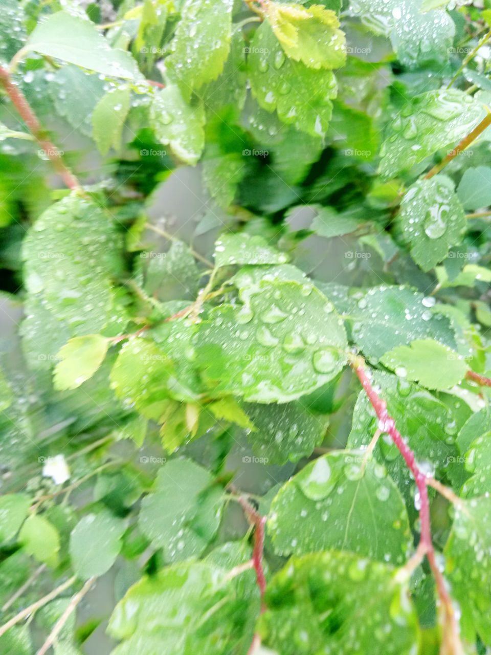 Leaf, Nature, Flora, Growth, Summer