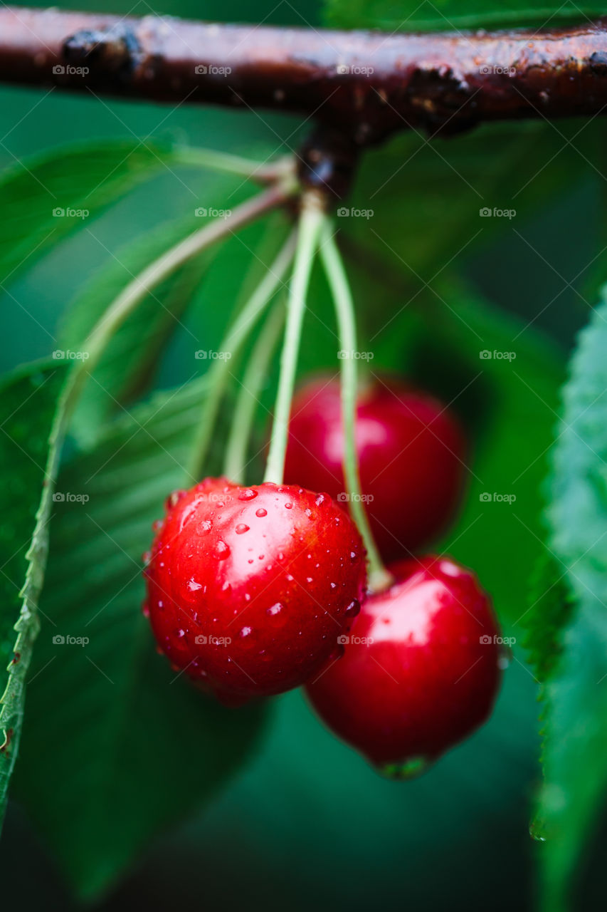 Closeup of ripe red cherry berries on tree among green leaves