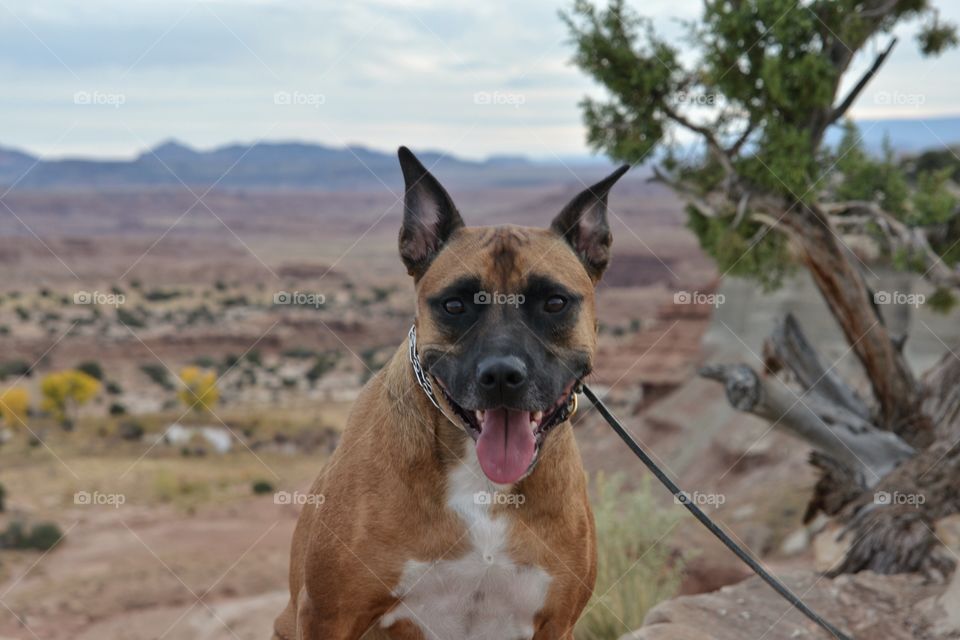 Dog in the desert