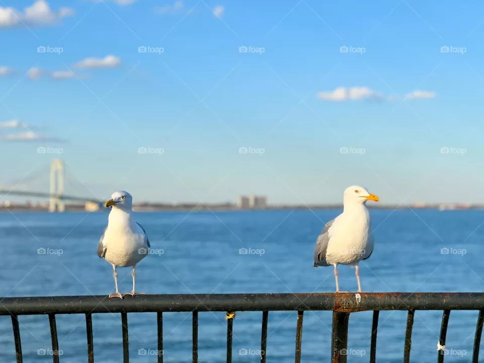 🐦 